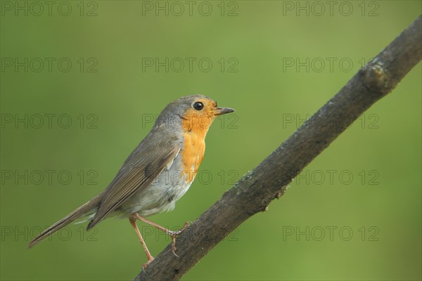 Robin