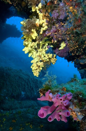 Pink tube sponge