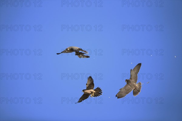 Peregrine Falcon