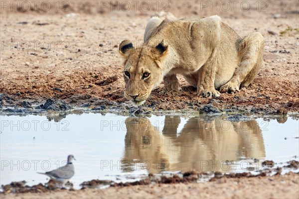 Southern african lion