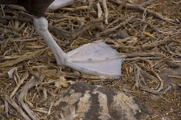 Wavy Albatross Floating Feet