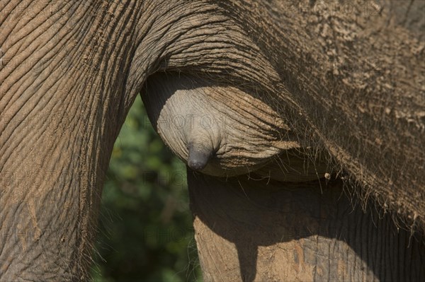 Asian elephant