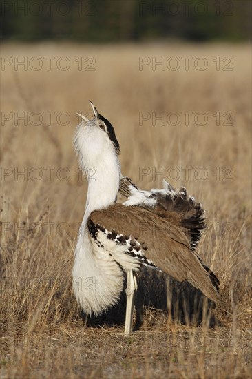 Australian australian bustard