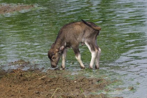 Bubalus arnee f. bubalis