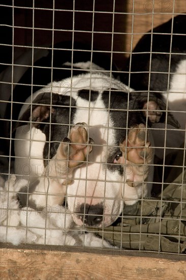 Staffordshire bull terrier