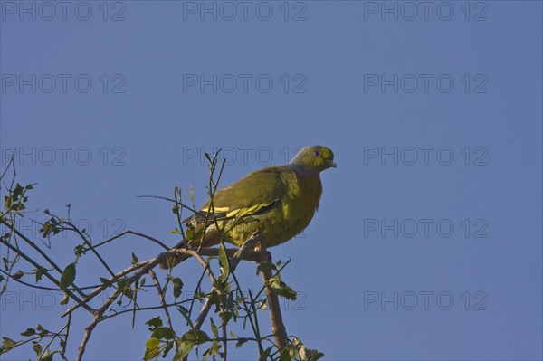 Orange-breasted Green Pigeon