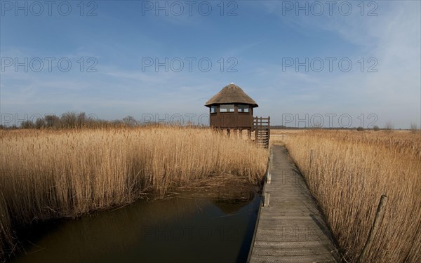 Boardwalk and raised hide in reed habitat