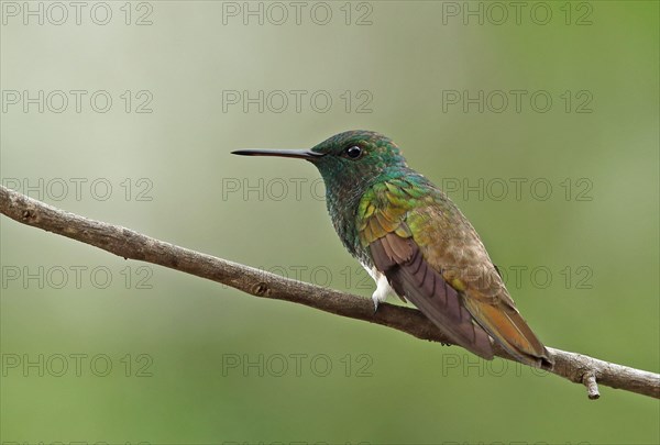 Snowy-bellied Hummingbird