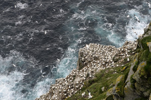 Northern Gannet