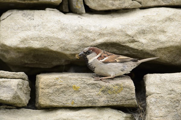 House Sparrow