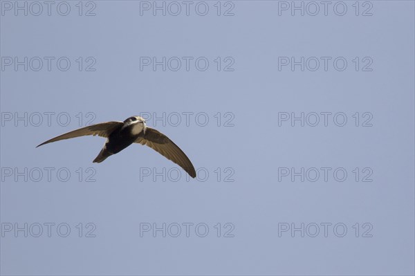 Lesser little swift