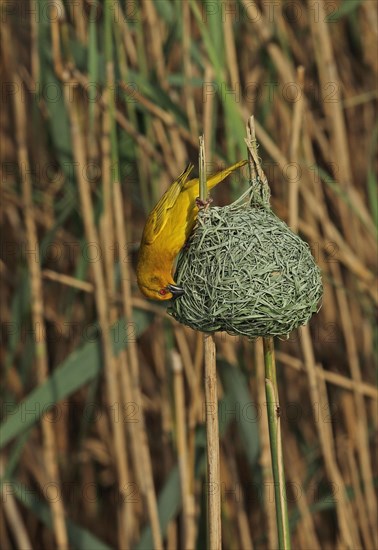 Eastern Golden Weaver