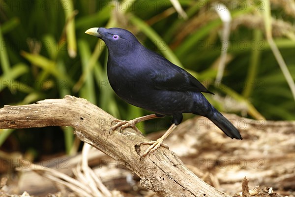 Silk Bowerbird