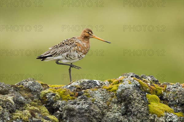 Black-tailed godwit