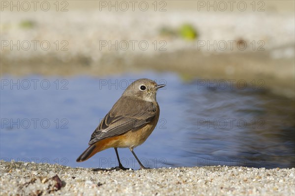 Common Redstart