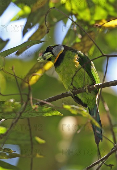 Fire-tufted Barbet