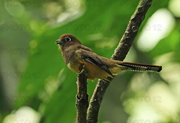 Black-throated Trogon