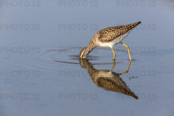 Wood sandpiper