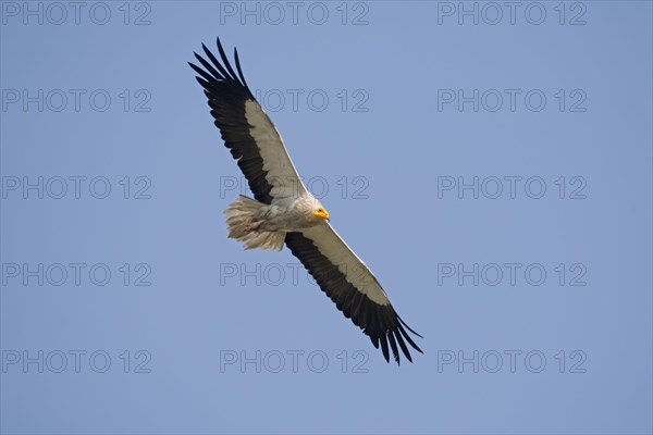 Egyptian Vulture