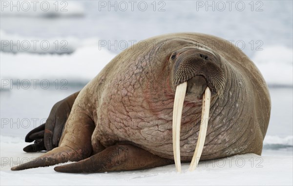 Atlantic walrus