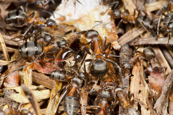 Hairy Wood Ant