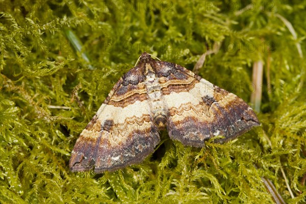 Anticlea badiata