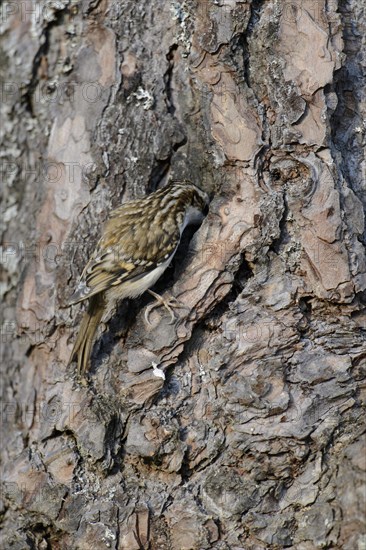 Common eurasian treecreeper