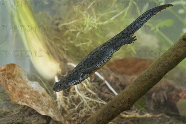 Alpine Newt