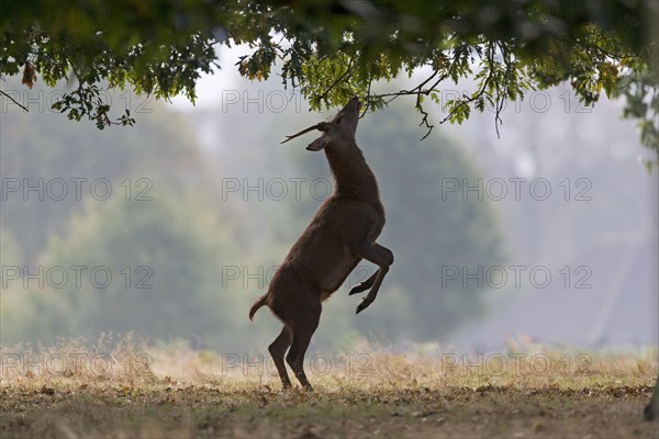 Red Deer