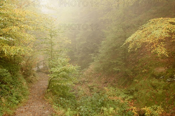 Common beeches