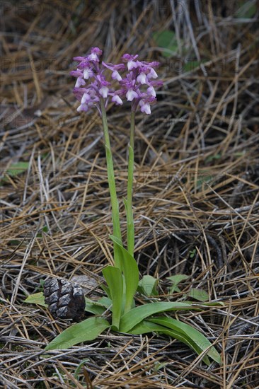Orchis Syriaca Flowering plants