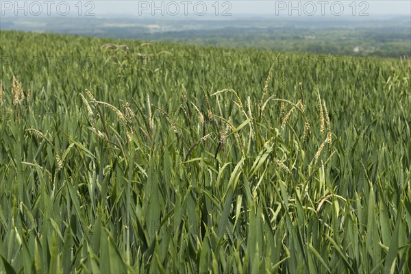 Blackgrass