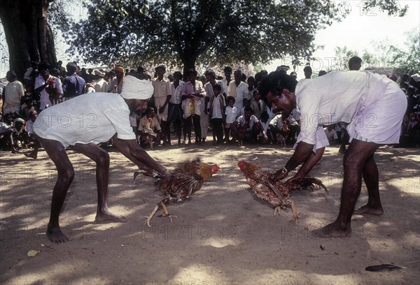 Cock Fighting near Madurai