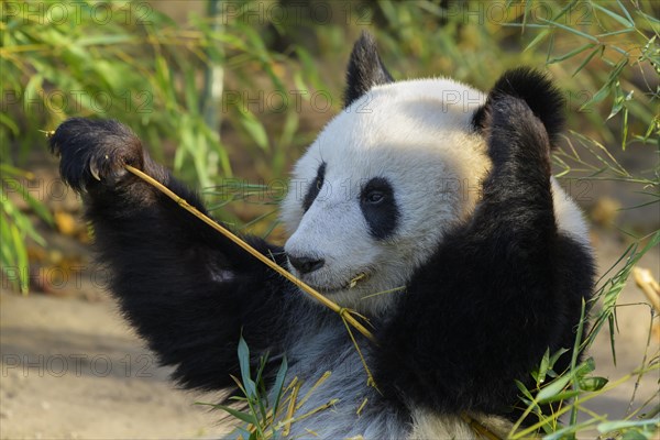 Giant Panda