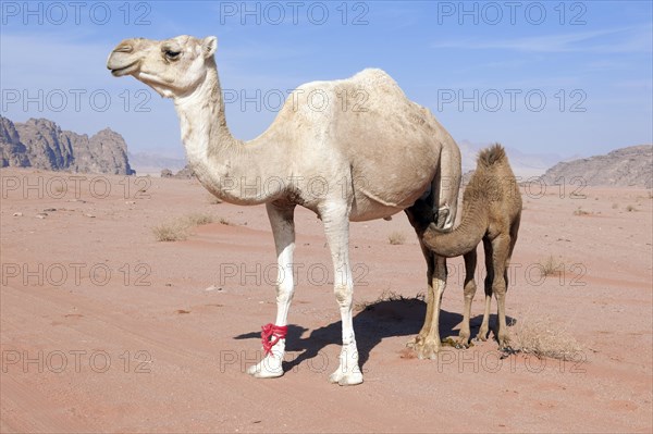 Dromedary