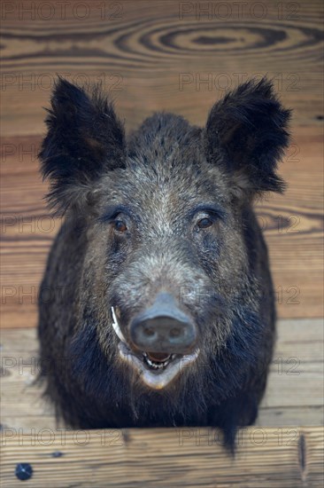 Wild boar