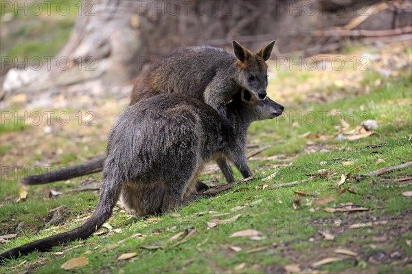 Swamp wallaby