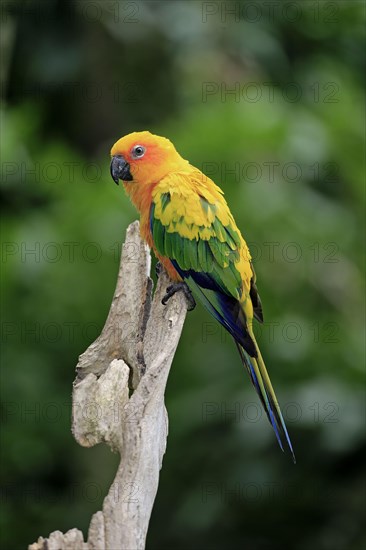 Adult jandaya parakeet