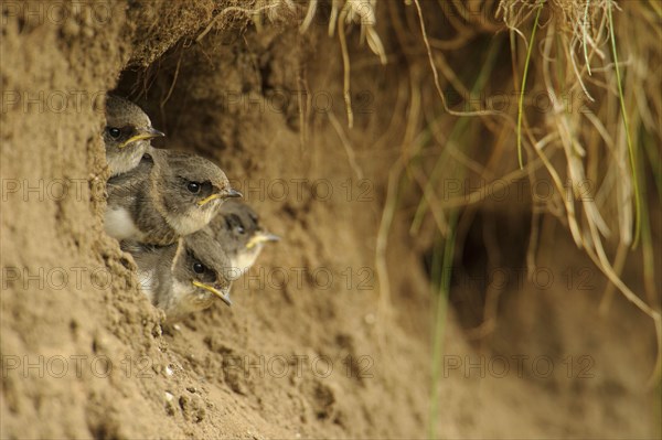 Sand Martin