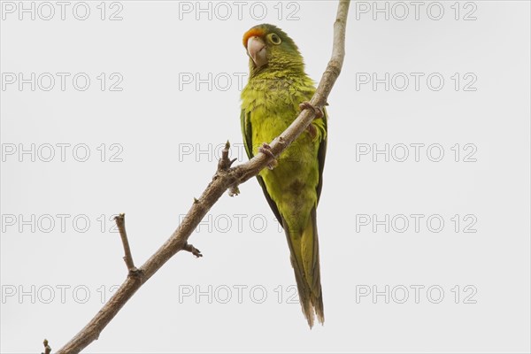 Aratinga canicularis