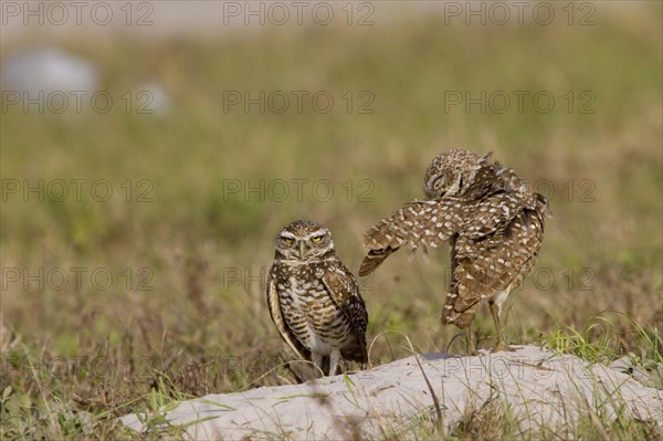 Burrowing Owls