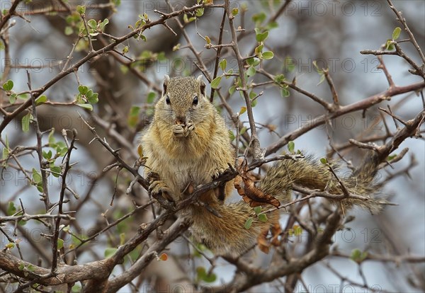 Smith's smith's bush squirrel