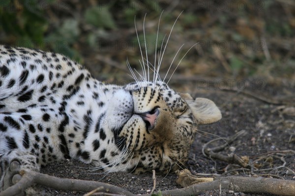 Pardus leopard niche leopards