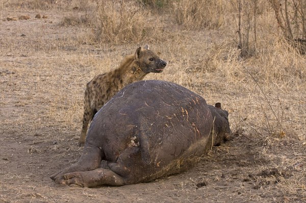 Spotted hyena