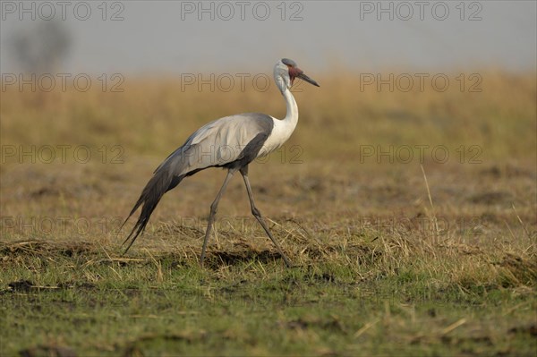 Wattled Crane