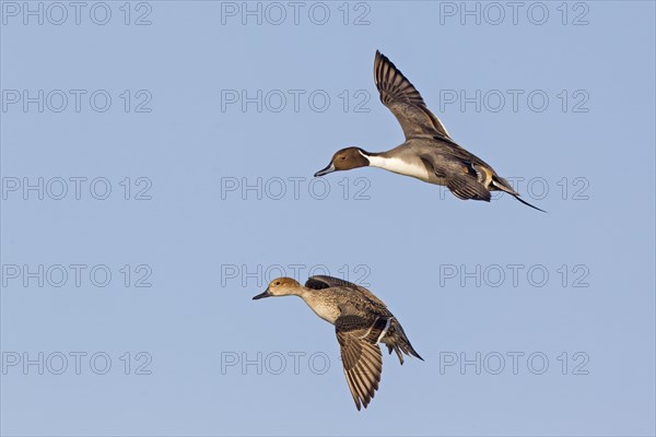 Northern pintail