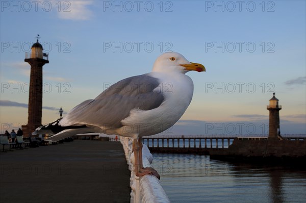 Herring Gull