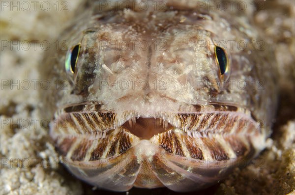 Slender Lizardfish