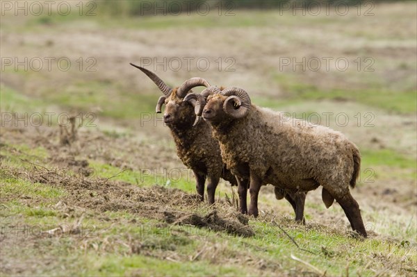 Manx loaghtan sheep