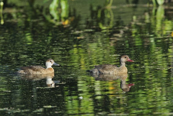 Brazilian teal